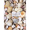 Канцелярська книга "Малюнки природи. Shells" А4, клітинка, 96 арк.
