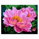 Картина по номерам "Розовые пионы", 40х50 cм cм, ART Line