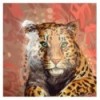 Коледж-блок А4 Premium 10-679 27 221, лінія, 80 арк. Safari ( 10-679 27 221 )
