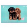 Зошит для малювання Kite Studio Pets SP25-242, 24 аркуші