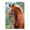 Календарь настенный 8804-26-3-A, А3 2026 г., Horses