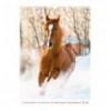 Календарь настенный 8804-26-3-A, А3 2026 г., Horses
