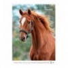 Календар настінний 8804-26-3-A, А3 2026 р., Horses