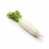 Редька дайкон кг