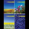 Книга канцелярська NATURE, А4, 96 арк., клітинка, офсет, тв. лам. обкл., асорті ( BM.2400і )
